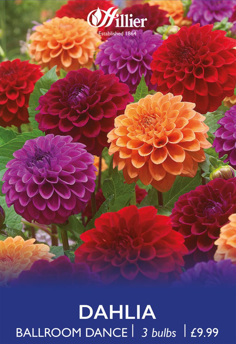 8718641997598 1 Dahlia Ballroom Dance.jpg